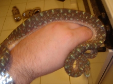 black tree python