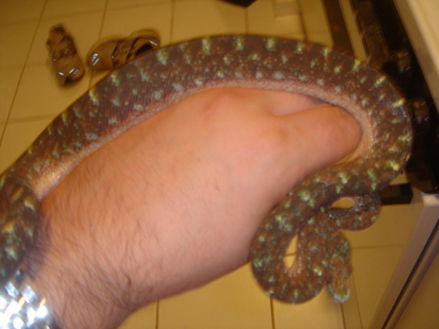 black tree python