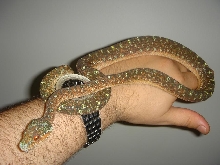 black tree python