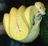 solid yellow male  Bigbird X Ole Yeller