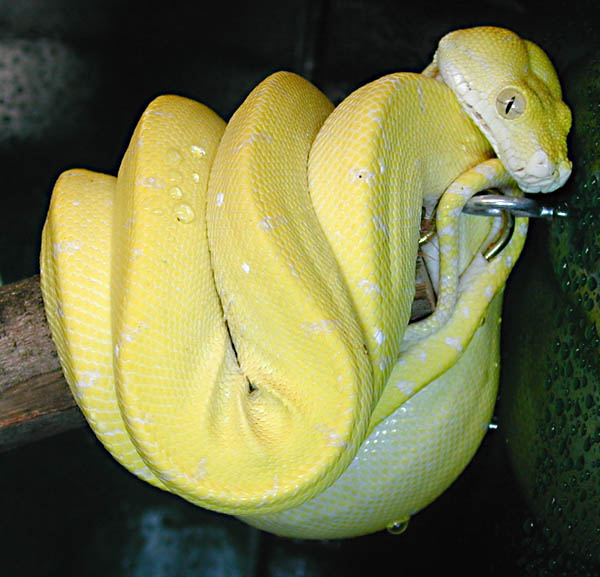 solid yellow male  Bigbird X Ole Yeller