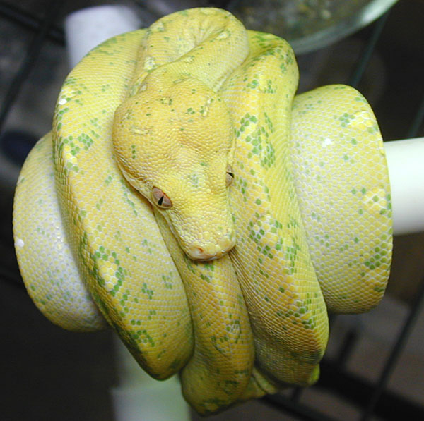 lemon x Os yellow X biak at 2.5 years, red baby