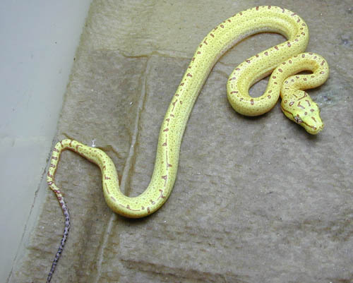 js0601  holdback