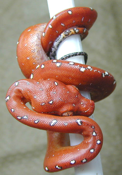 js0602  holdback