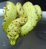 js0606  holdback