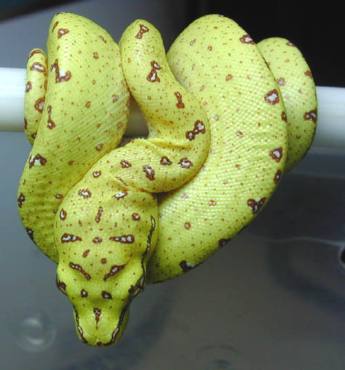 js0606  holdback