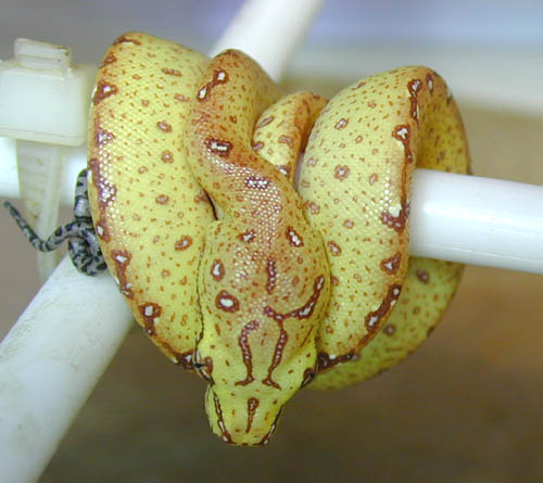 js0610  holdback
