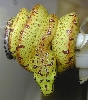 js0615  holdback