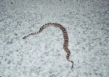 eastern massasauga #1