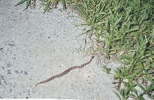 eastern Massasauga #2