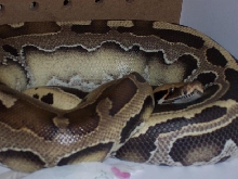 my other blood python