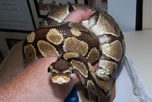 all brown ball python