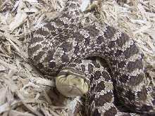 02 female western hognose