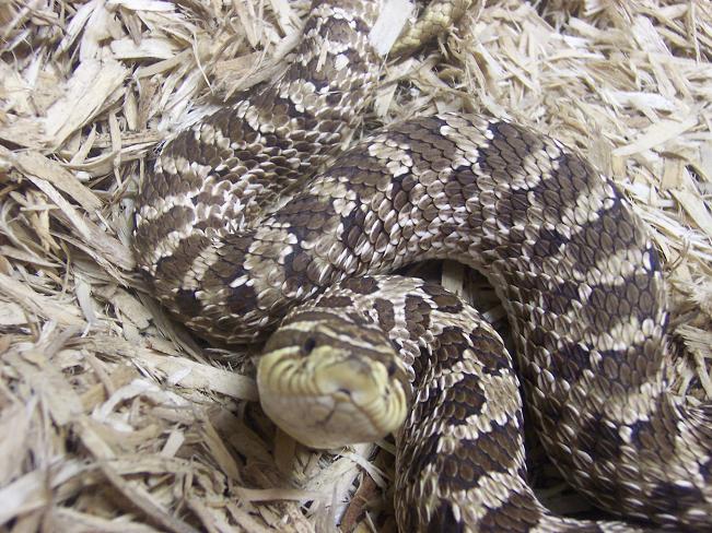 02 female western hognose