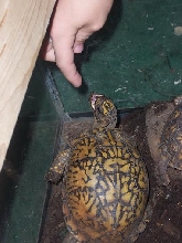 killer box turtle