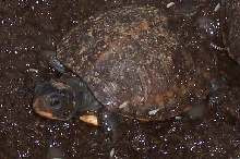 baby eastern box turtle