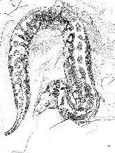 red blood computor drawing