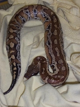 red blood python
