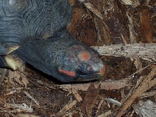 the female