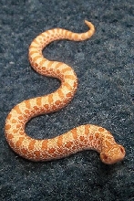 Male Albino Western Hognose