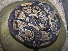 100% het Ball Python