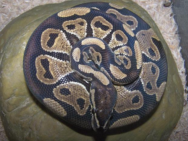100% het Ball Python
