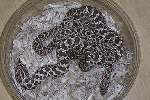 western hognose