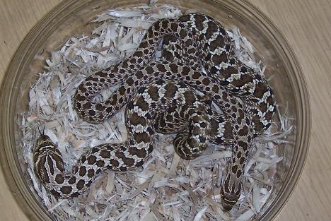 western hognose
