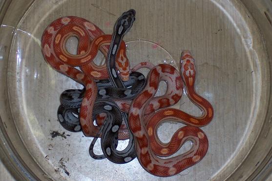 motley babies