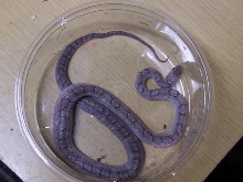 pewter female corn