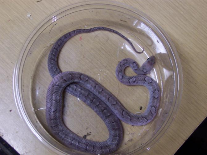 pewter female corn
