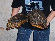 red foot pair