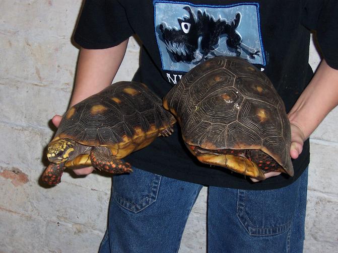 red foot pair