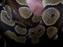 Pirate Ball Python
