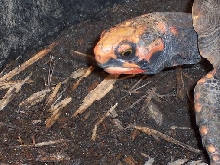 male red foot