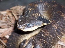 Killer snake