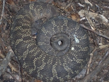 eastern hoggie