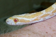 Albino Great Plains Rat  Emoryi