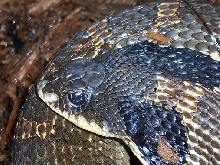 2005 hognose find