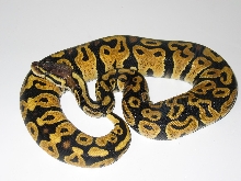 Female Pastel
