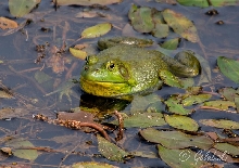 Bullfrog