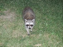 raccoon