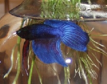 Sebastian