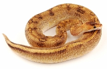 champ female