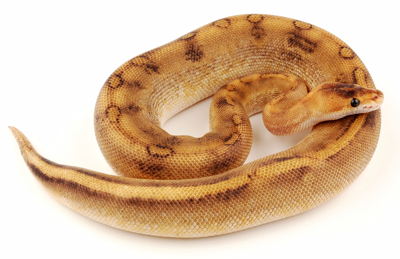 champ female