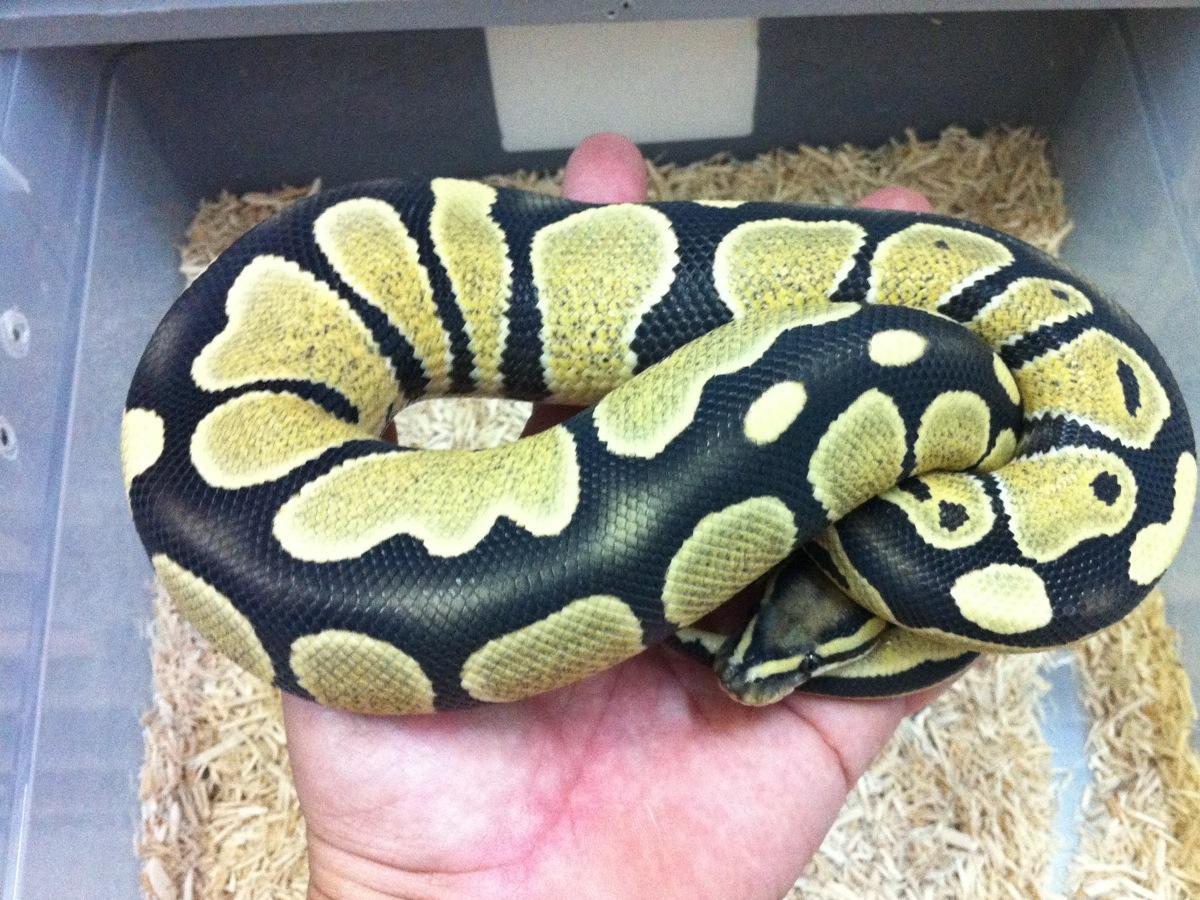 DesertGhost male