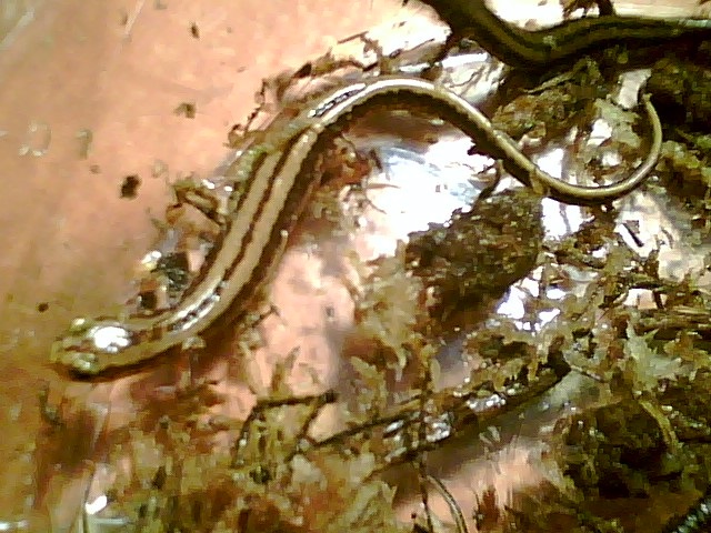 3 lined salamanders in order to get good pic had to remove from tank