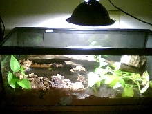 3 lined set up-20 long