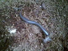 Peters writhing skink