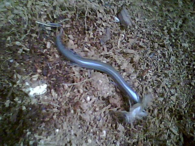 Peters writhing skink